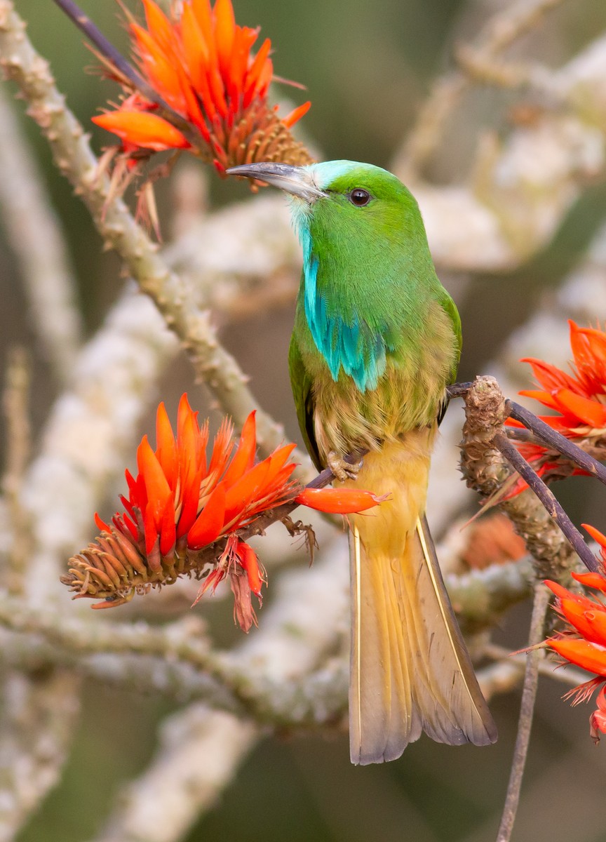 Blue-bearded Bee-eater - Zaber Ansary -BirdingBD Tours