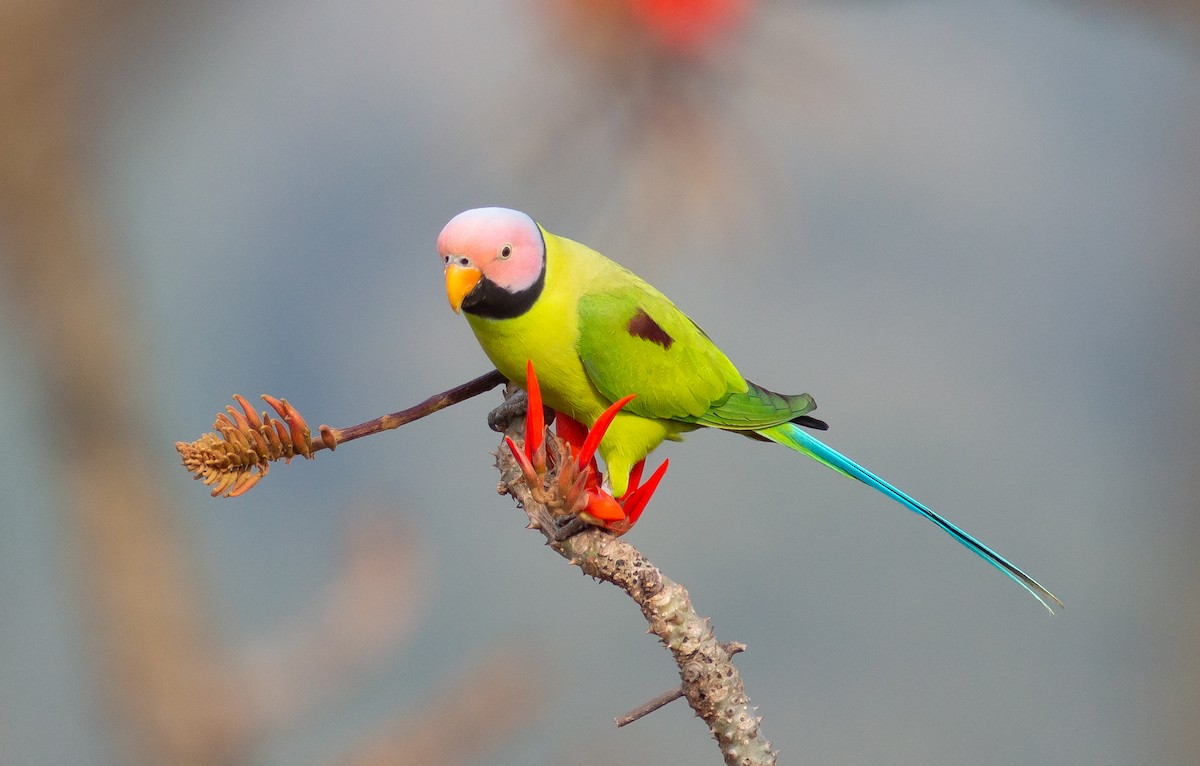 Blossom-headed Parakeet - Zaber Ansary -BirdingBD Tours