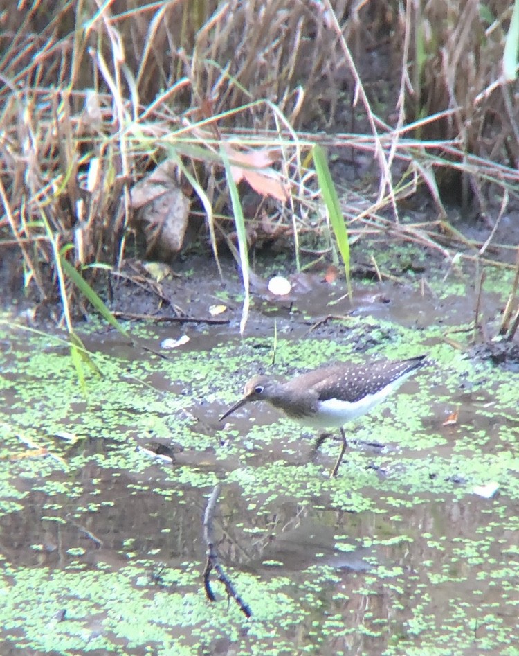 Solitary Sandpiper - ML313418121