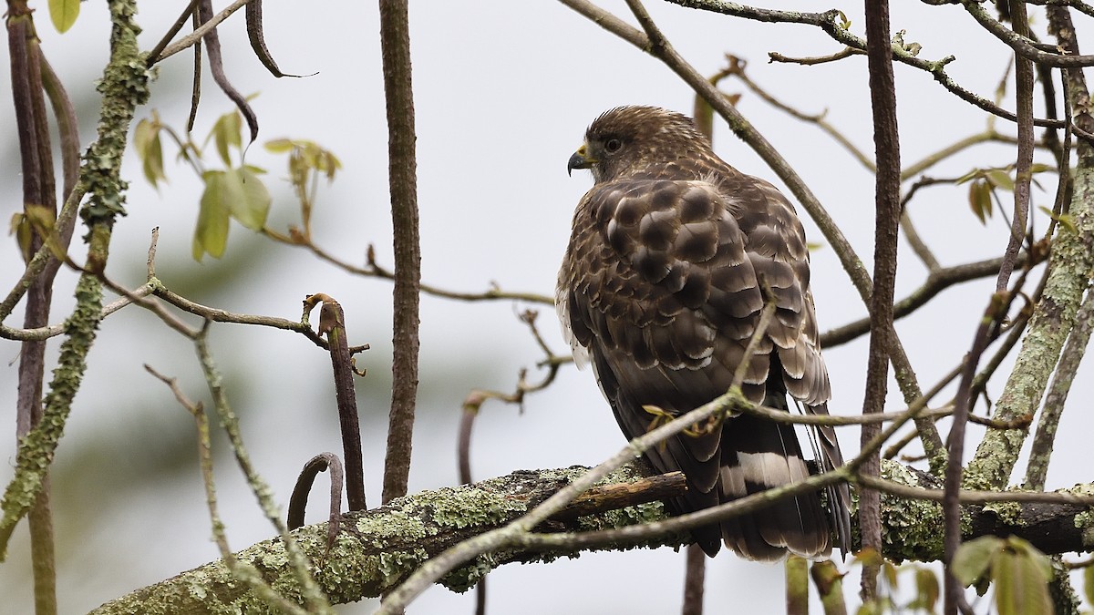 Broad-winged Hawk - ML313418211