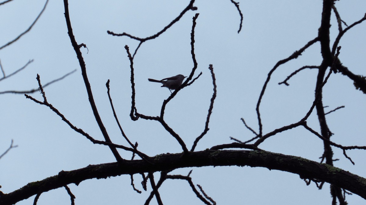 Blue-gray Gnatcatcher - ML31341871