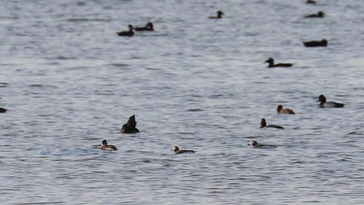 Long-tailed Duck - ML313418921