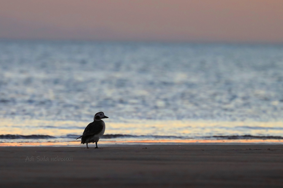 Long-tailed Duck - ML313419571