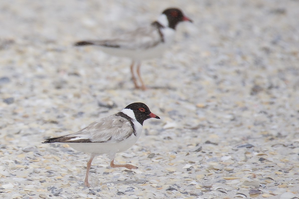 Hooded Plover - ML313420821