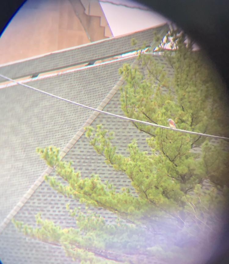 Eastern Bluebird - ML313422941