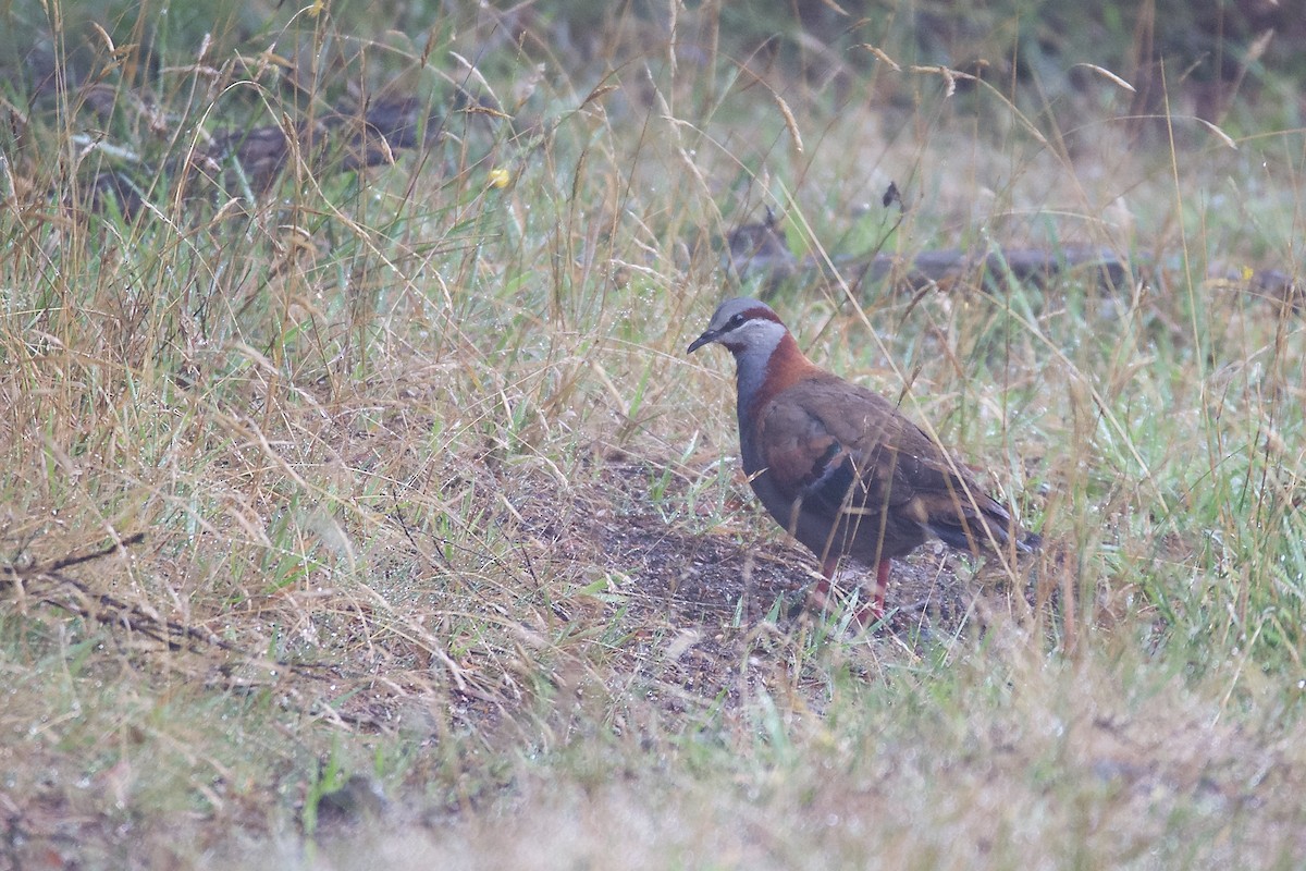 Brush Bronzewing - ML313423621