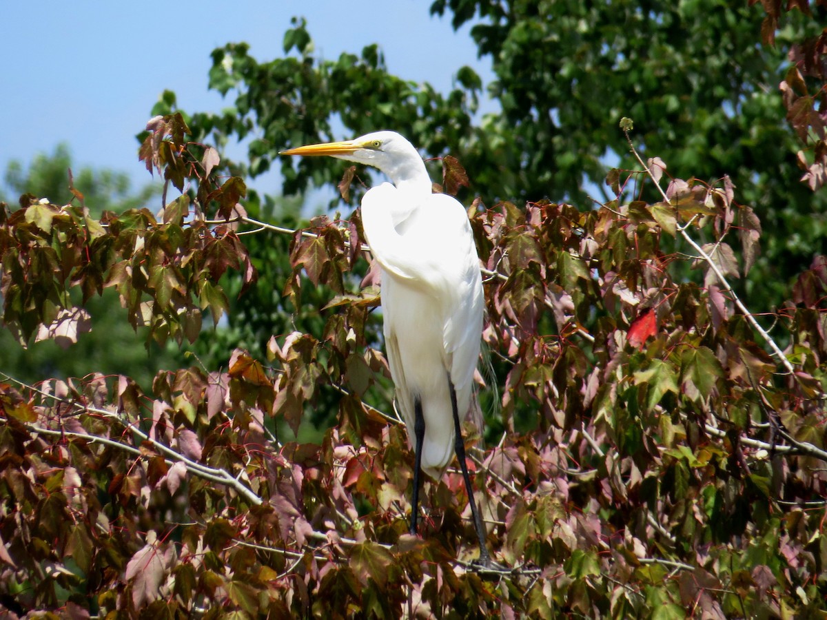 Great Egret - ML31342431