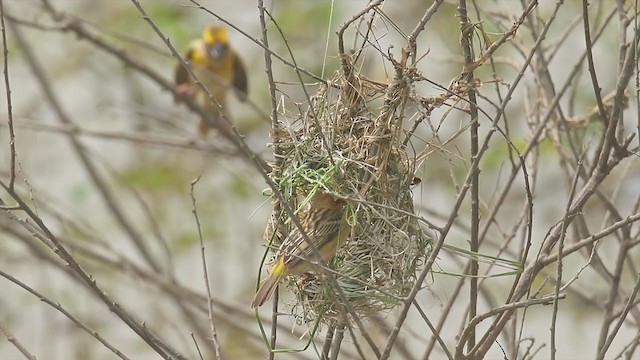 Asian Golden Weaver - ML313424801