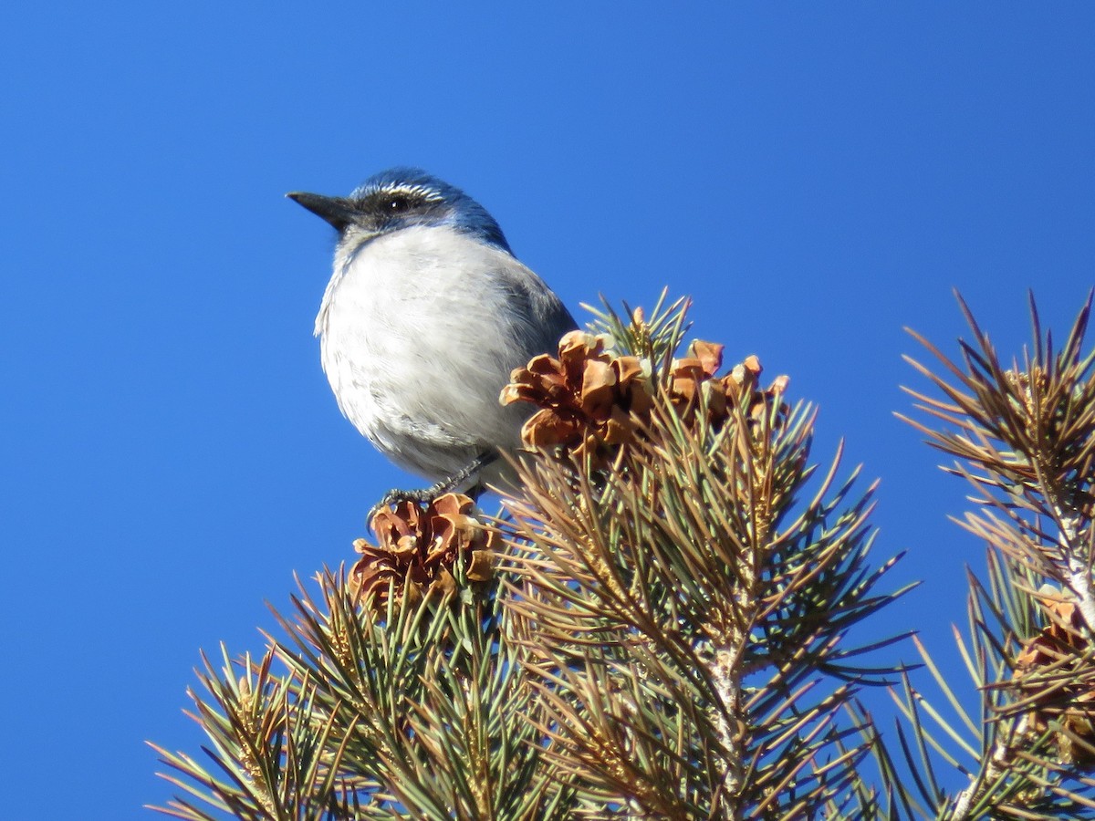 Woodhouse's Scrub-Jay - Colin Dillingham