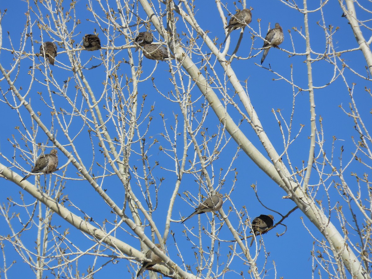 Mourning Dove - Colin Dillingham