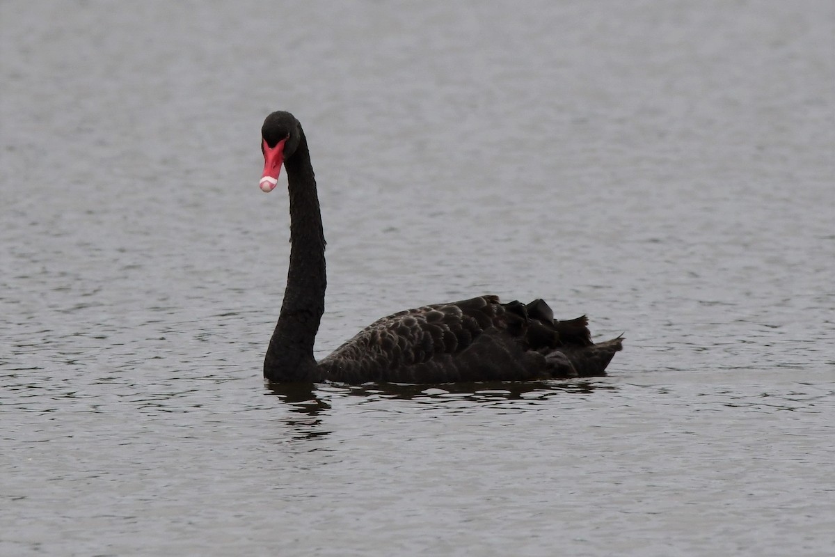 Black Swan - Alfons  Lawen