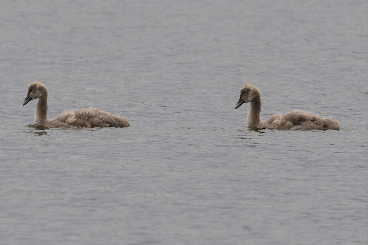 Black Swan - Alfons  Lawen