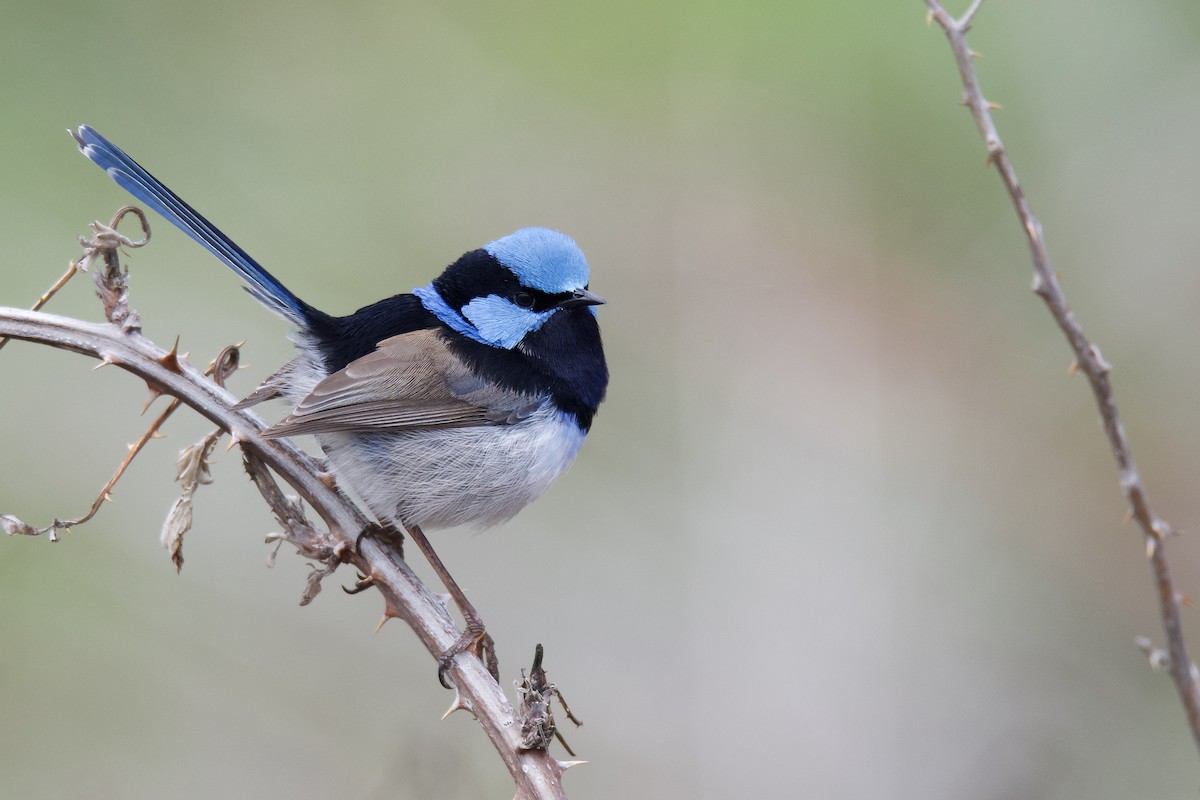 Superb Fairywren - ML313430221