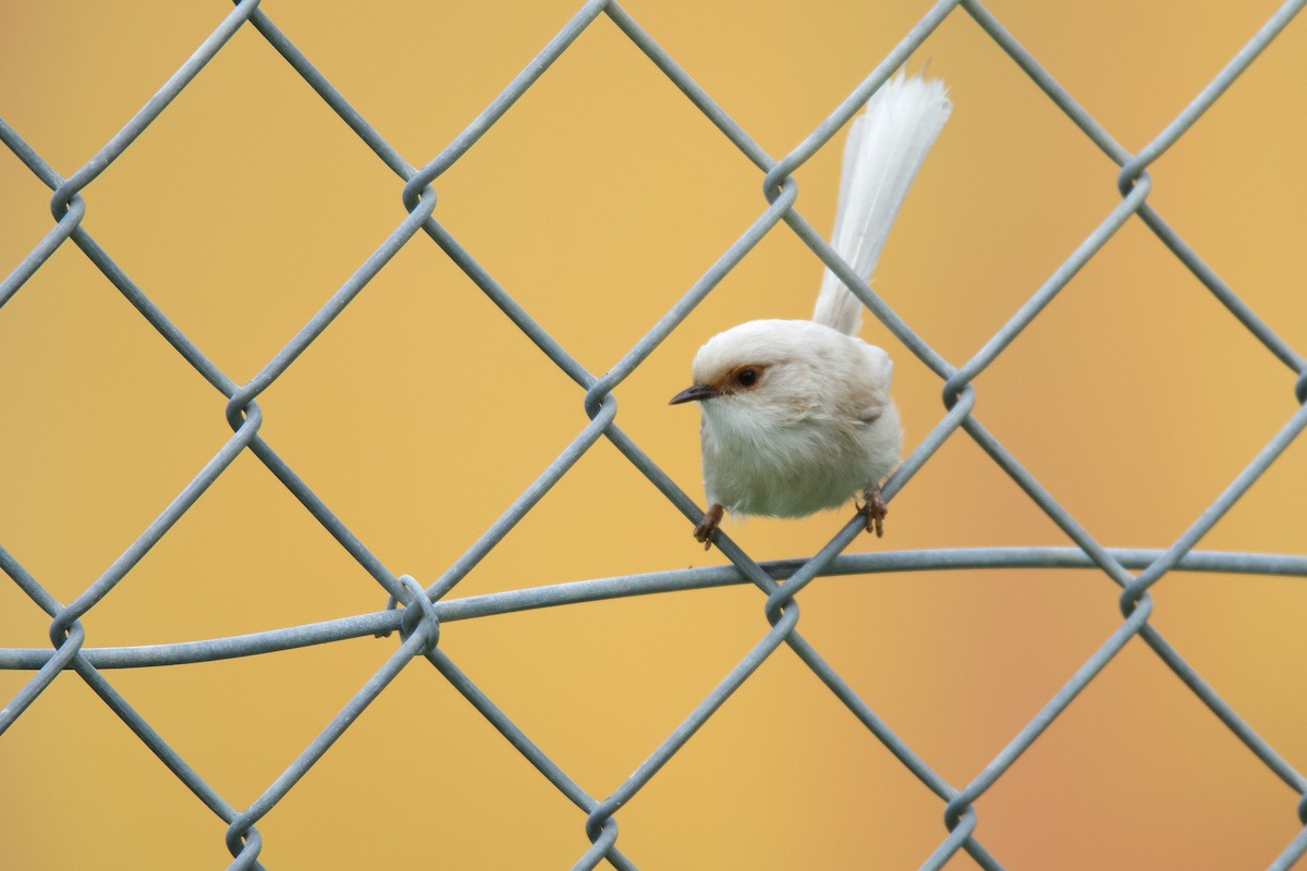 Superb Fairywren - ML313430231