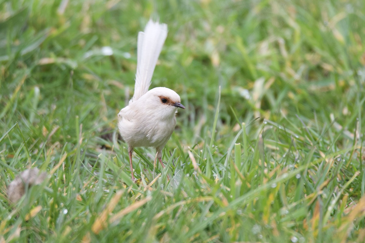 Superb Fairywren - ML313430271