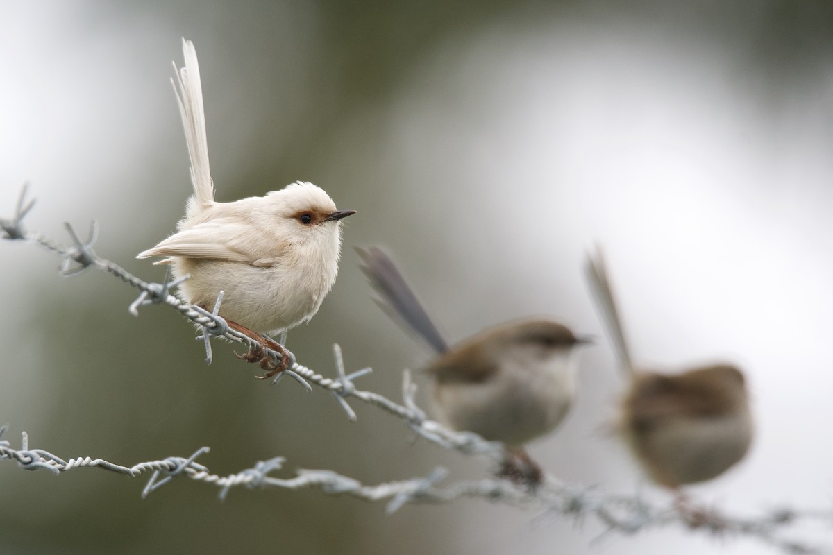 Superb Fairywren - ML313430281