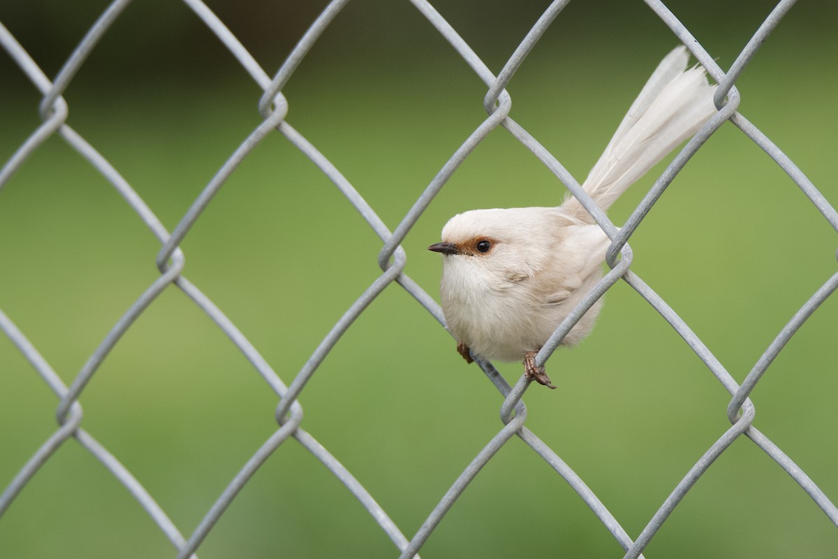 Superb Fairywren - ML313430301