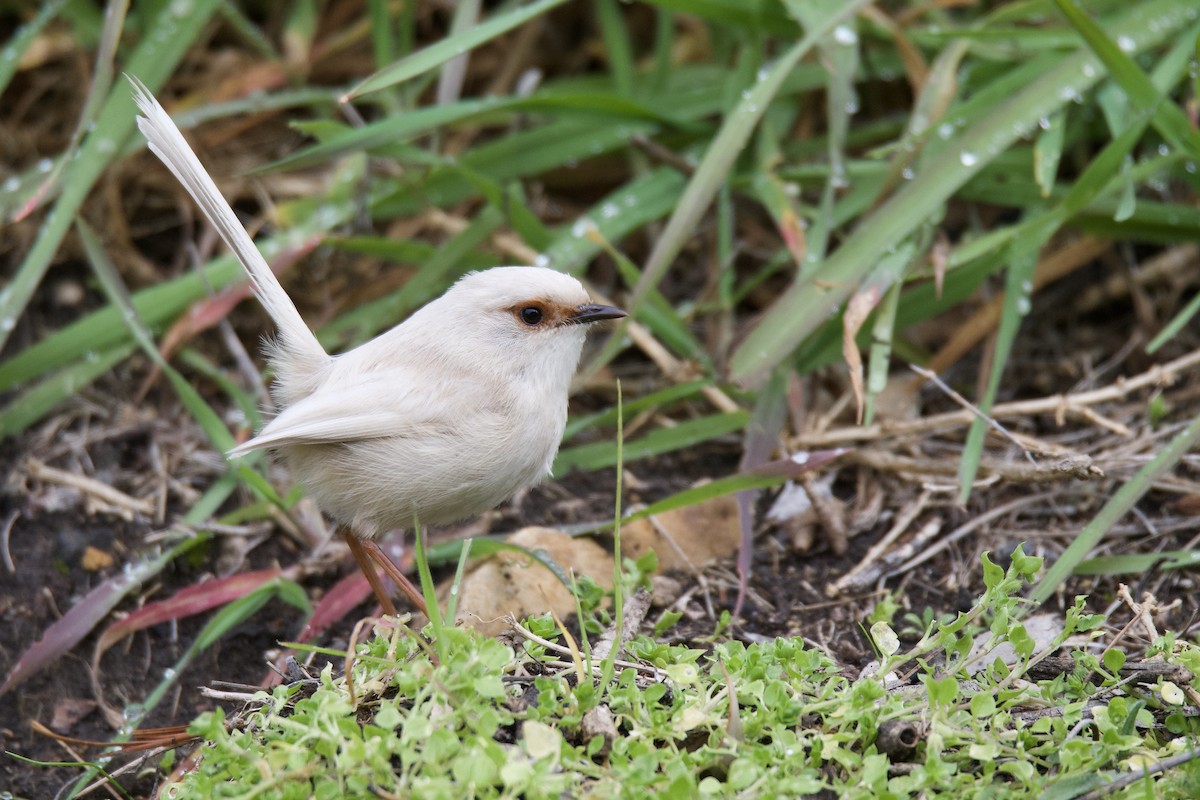 Superb Fairywren - ML313430311