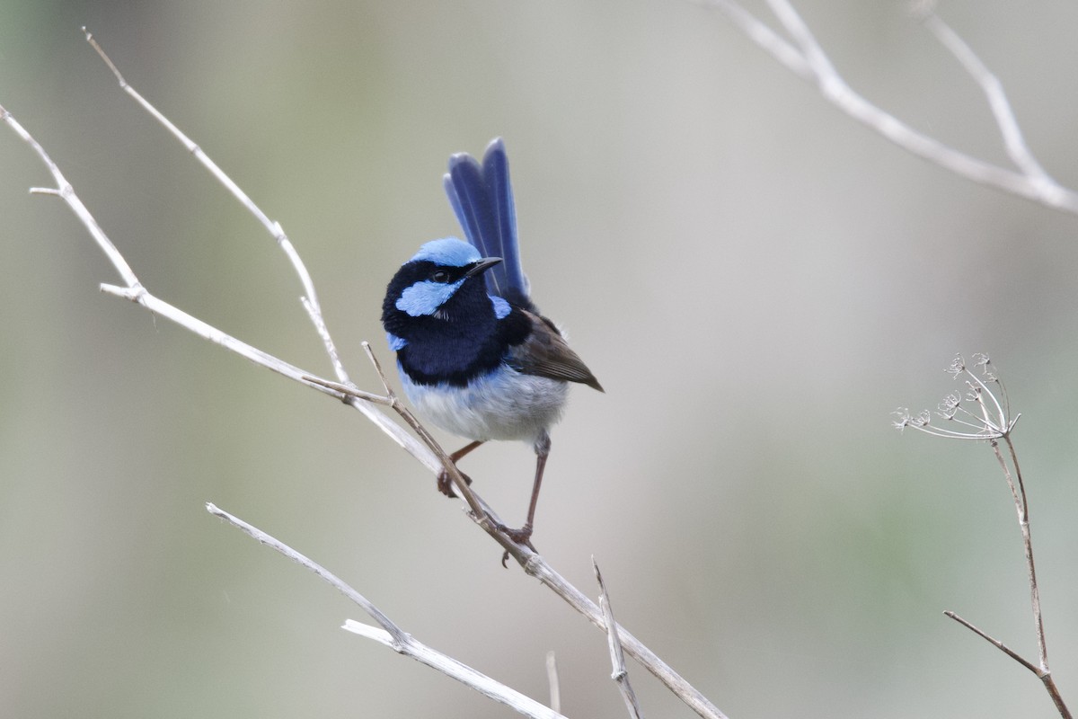 Superb Fairywren - ML313430321