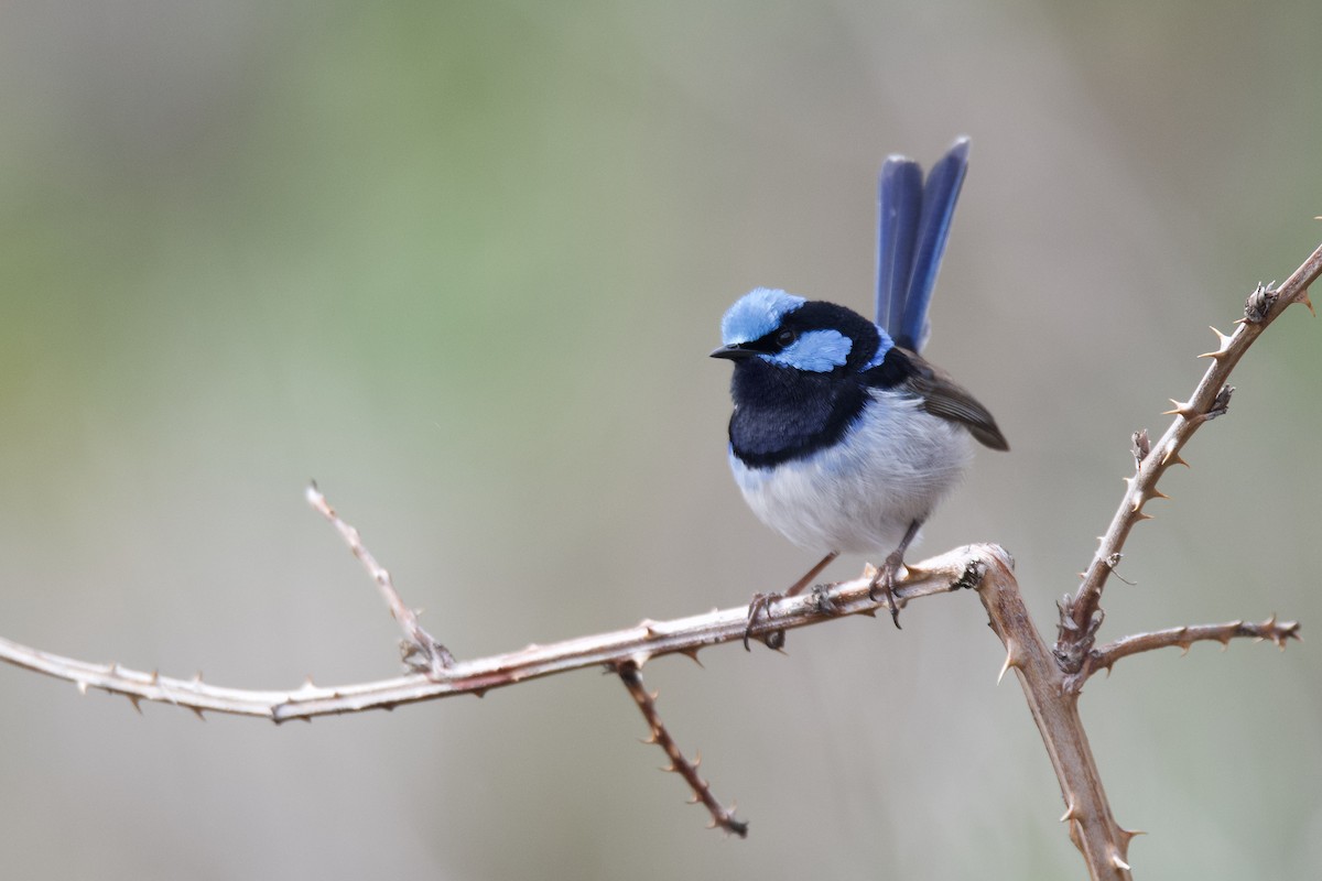 Superb Fairywren - ML313430331