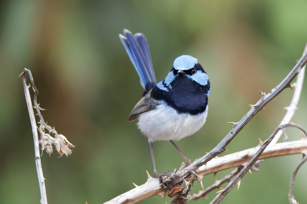 Superb Fairywren - ML313430361