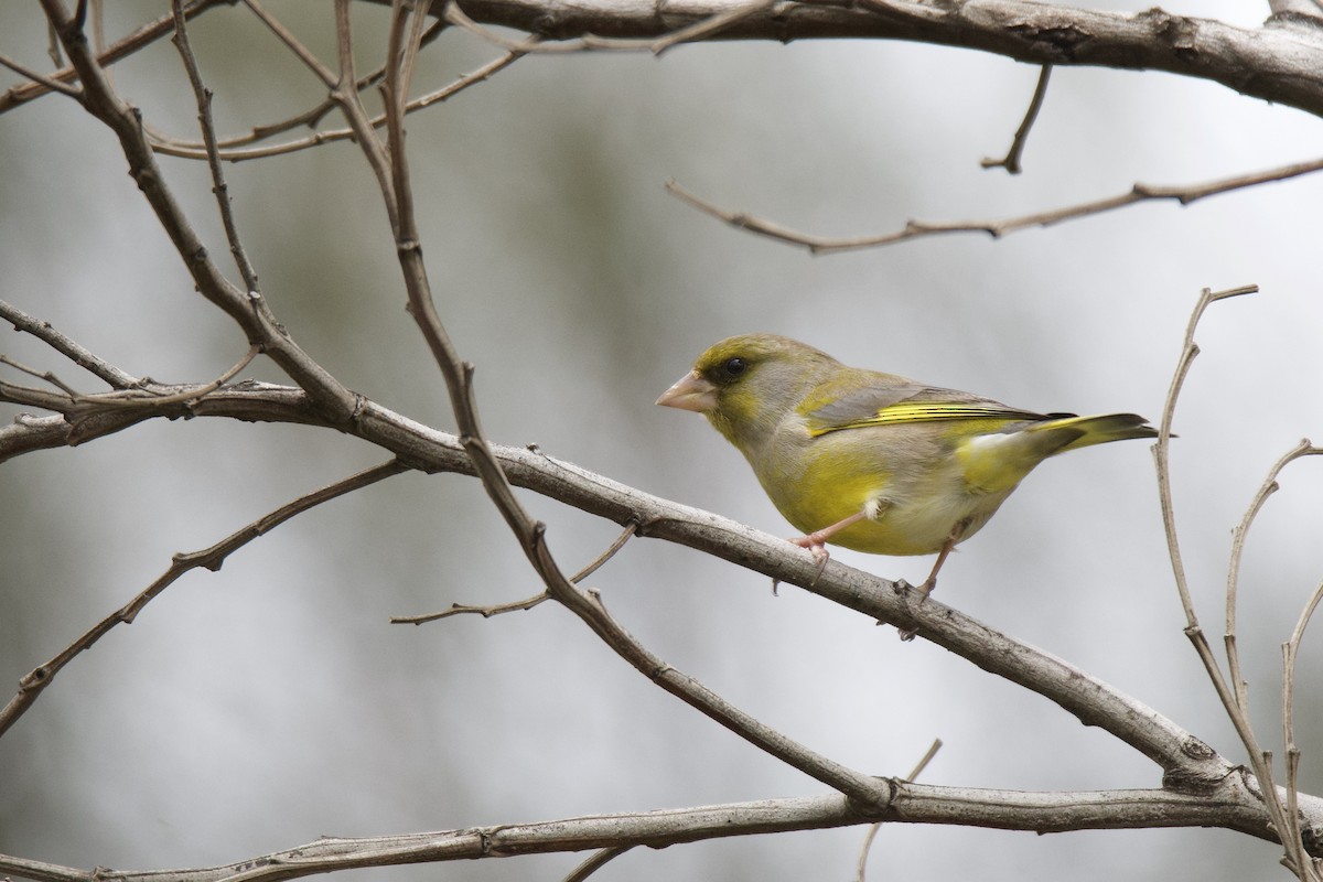 European Greenfinch - ML313430391