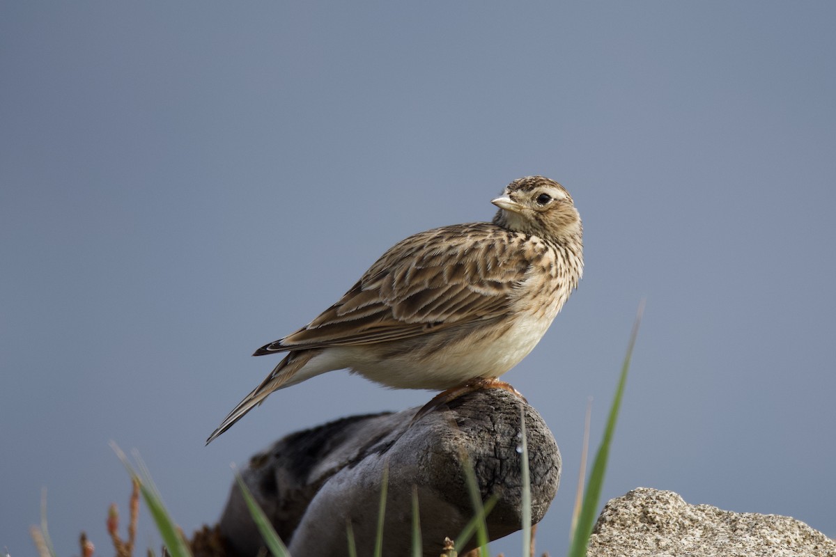 Eurasian Skylark - ML313430441