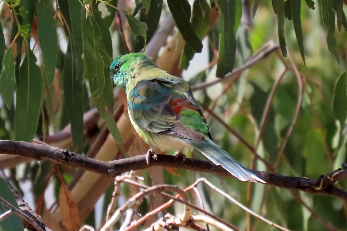 Red-rumped Parrot - ML313430721