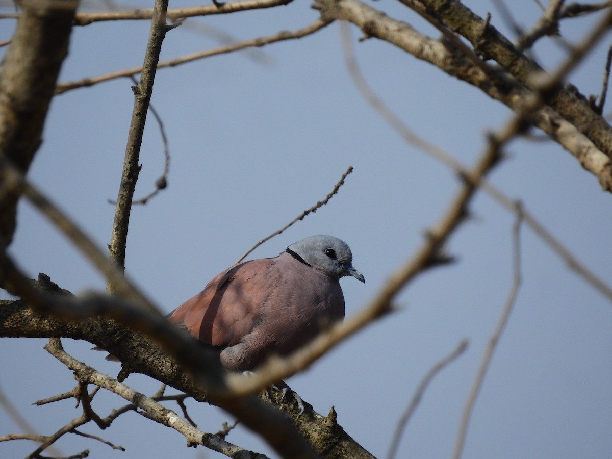Red Collared-Dove - ML313431611