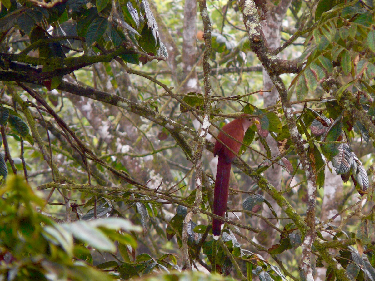 Squirrel Cuckoo - ML31343171