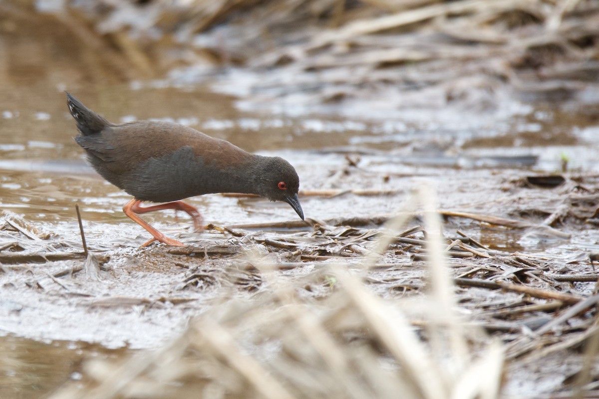 Spotless Crake - ML313431811