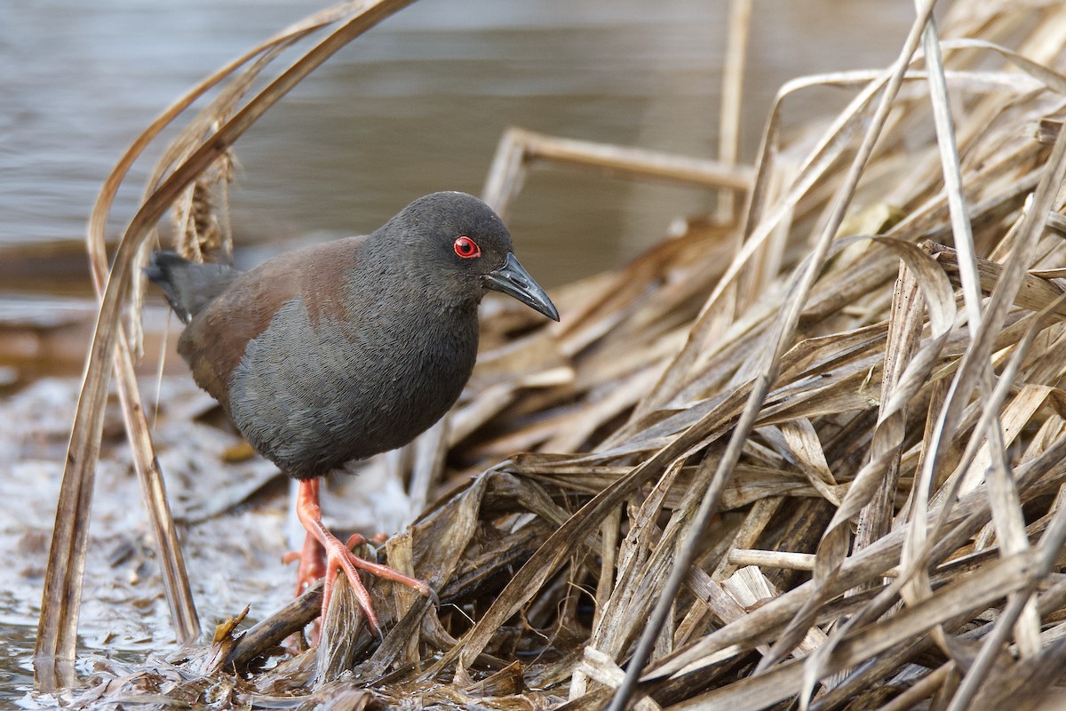 Spotless Crake - ML313431821