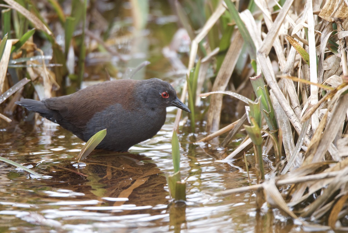 Spotless Crake - ML313431831