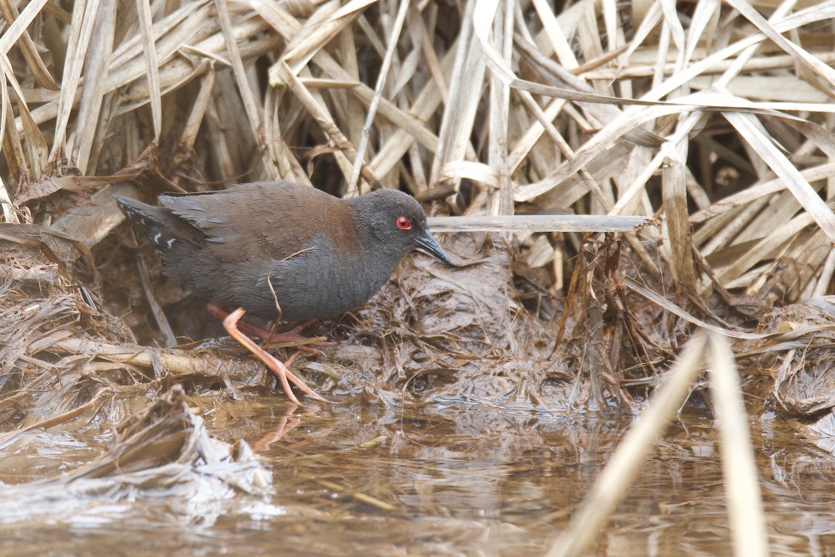 Spotless Crake - ML313431841