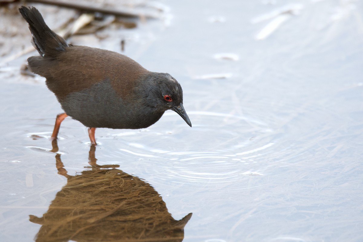 Spotless Crake - ML313431851