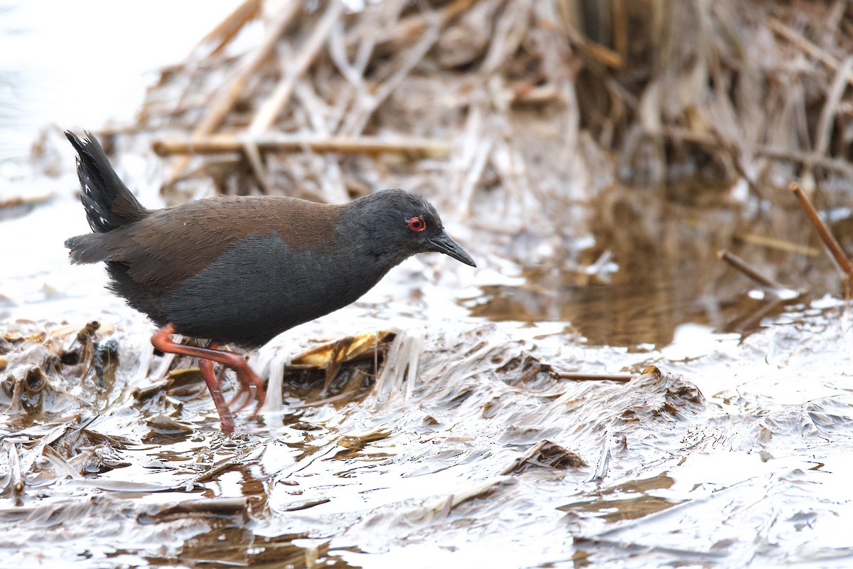 Spotless Crake - ML313431861