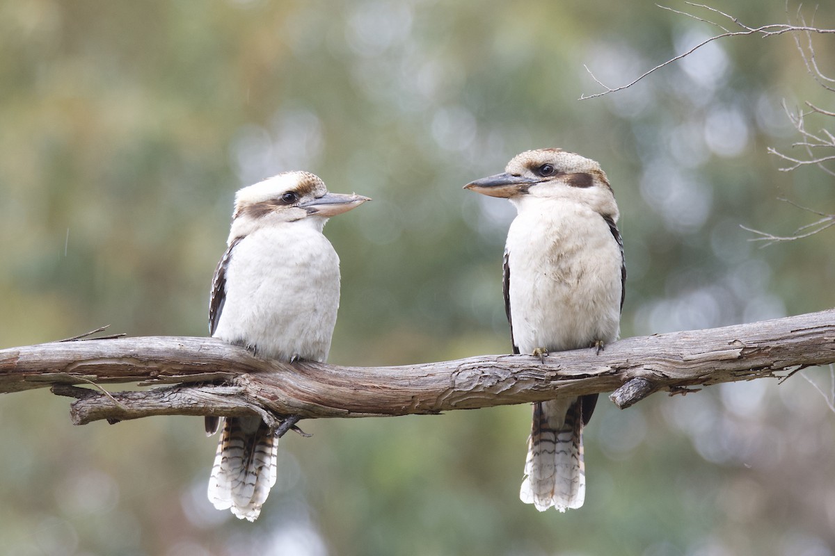 Laughing Kookaburra - ML313431961