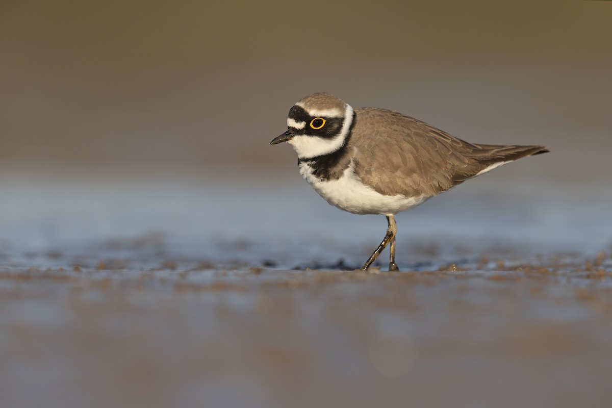 Little Ringed Plover - ML313433281