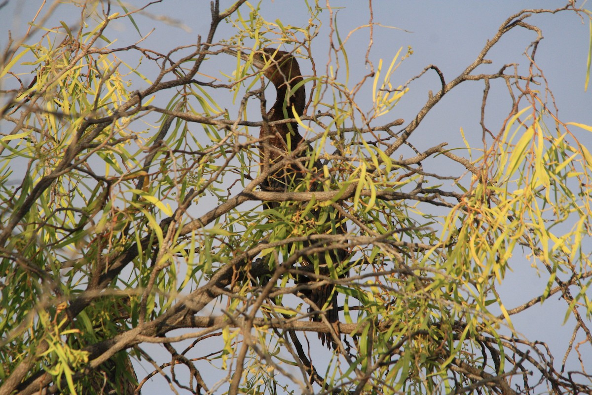 Little Black Cormorant - ML313434091