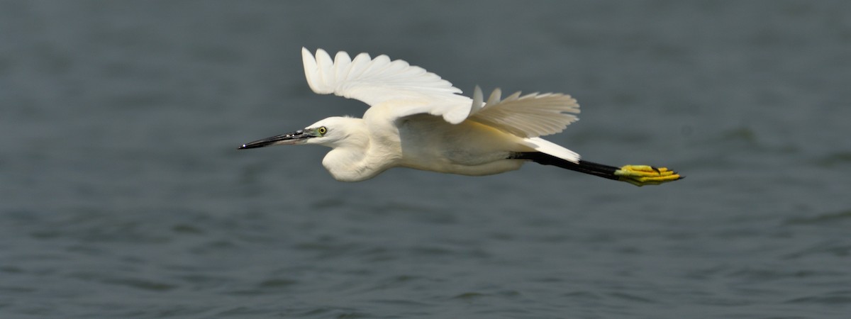 Little Egret - ML313435191