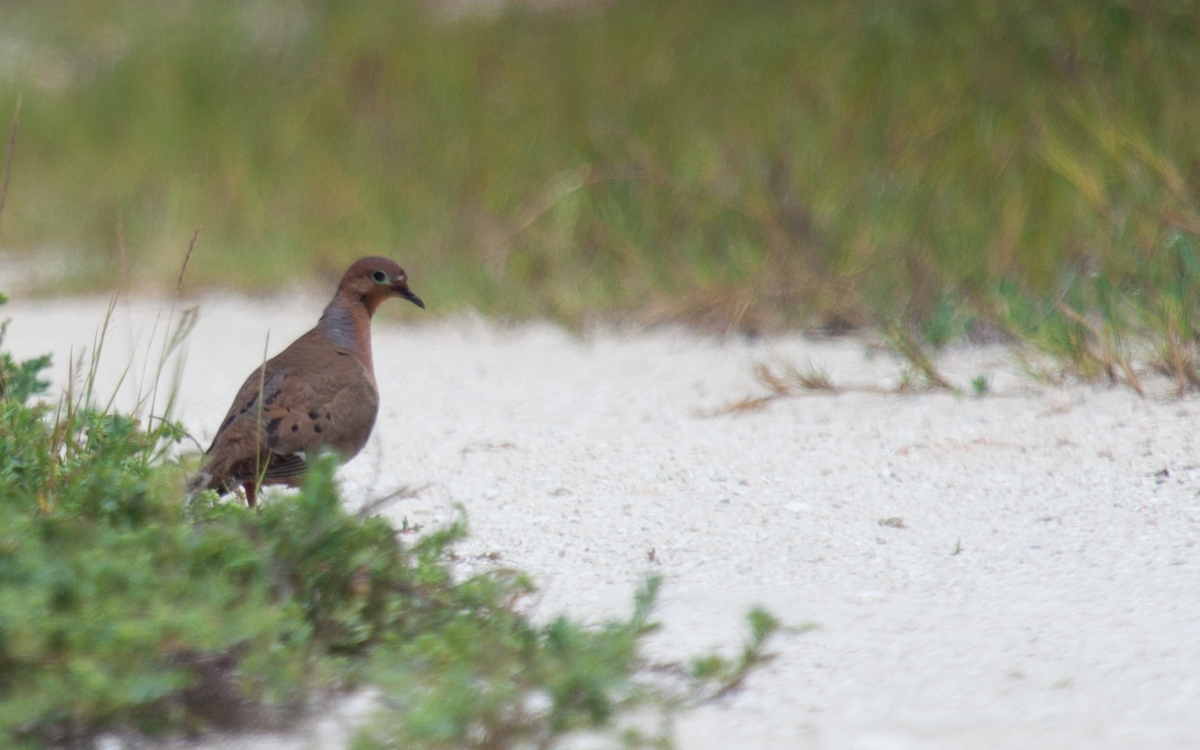 Zenaida Dove - ML31343561