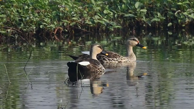 Indian Spot-billed Duck - ML313436021