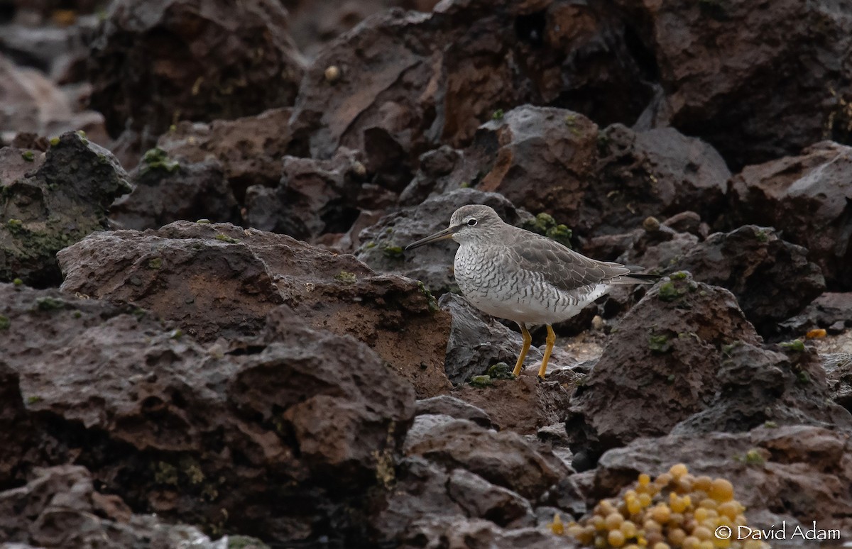 Gray-tailed Tattler - David Adam