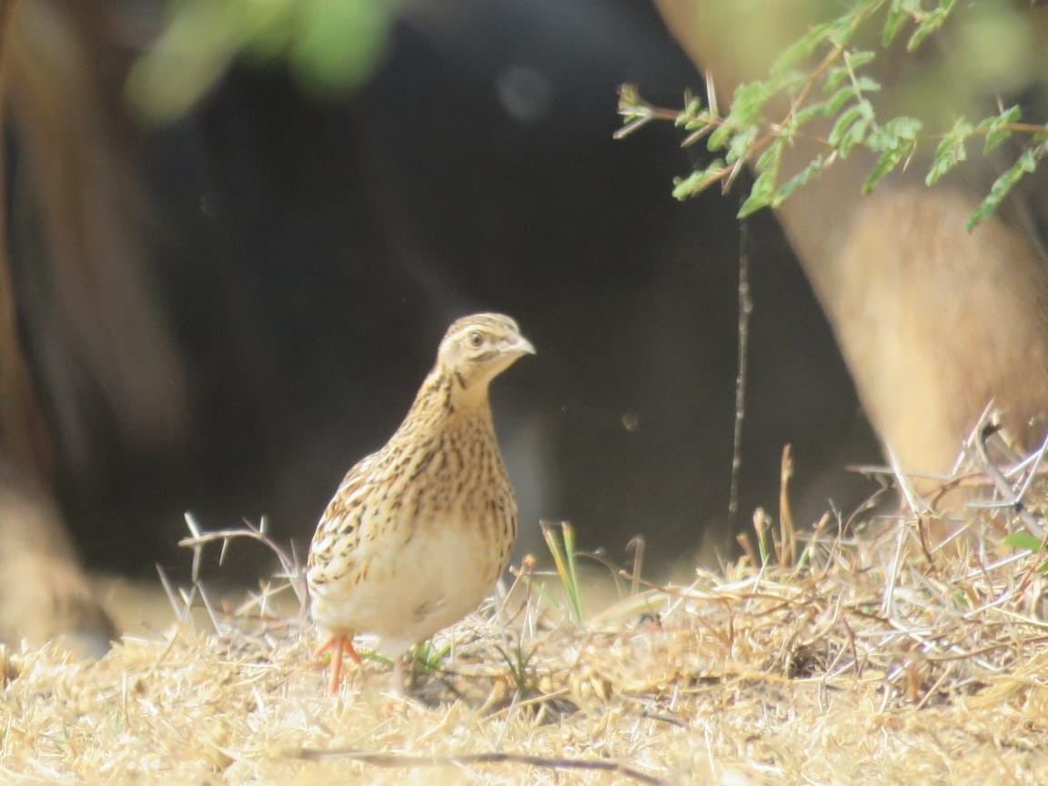 Common Quail - Nal Sarovar Sabbir Belim