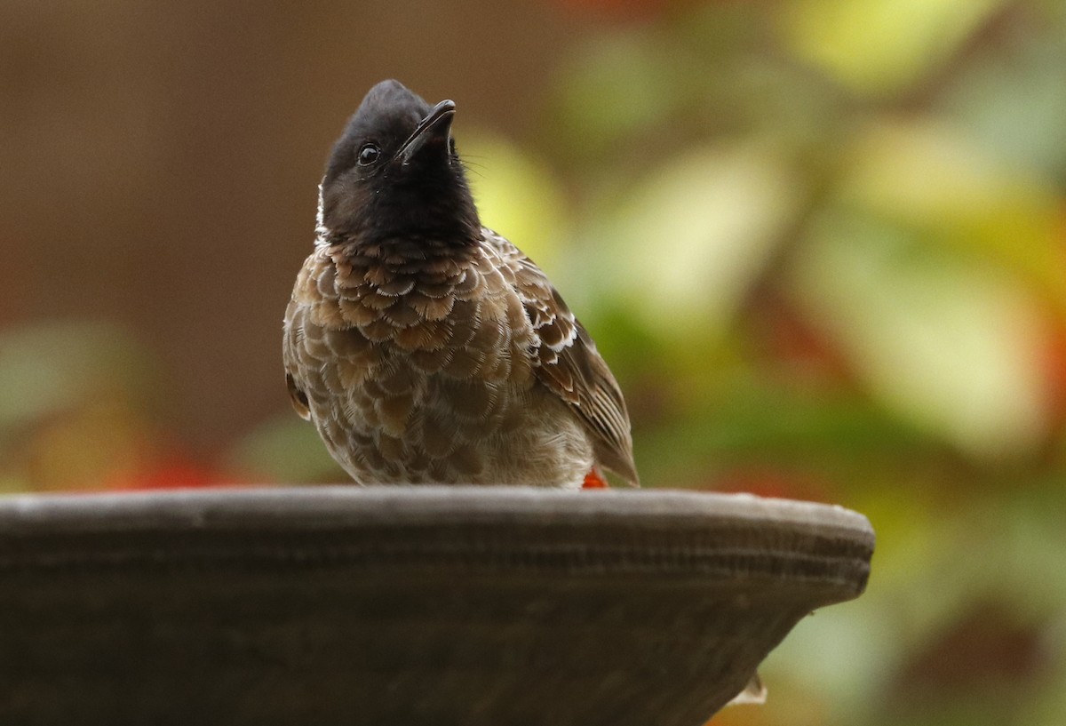 Red-vented Bulbul - ML313440611