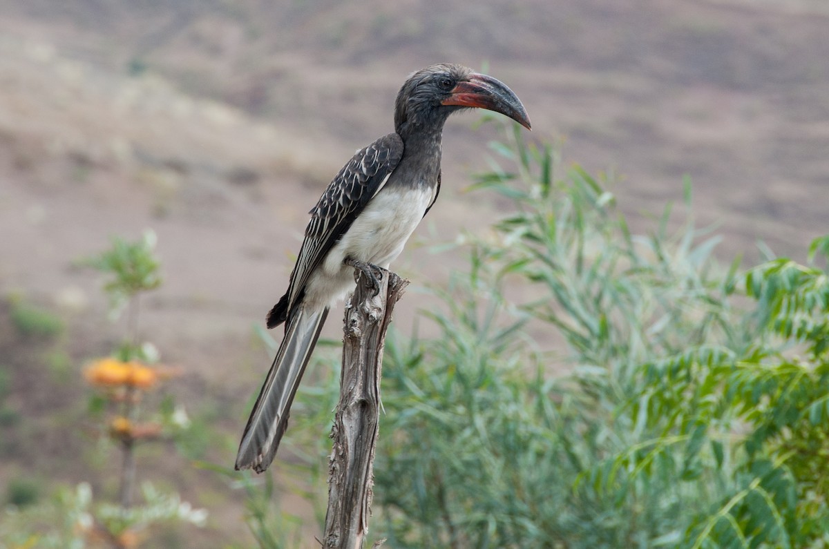 Hemprich's Hornbill - ML313441021