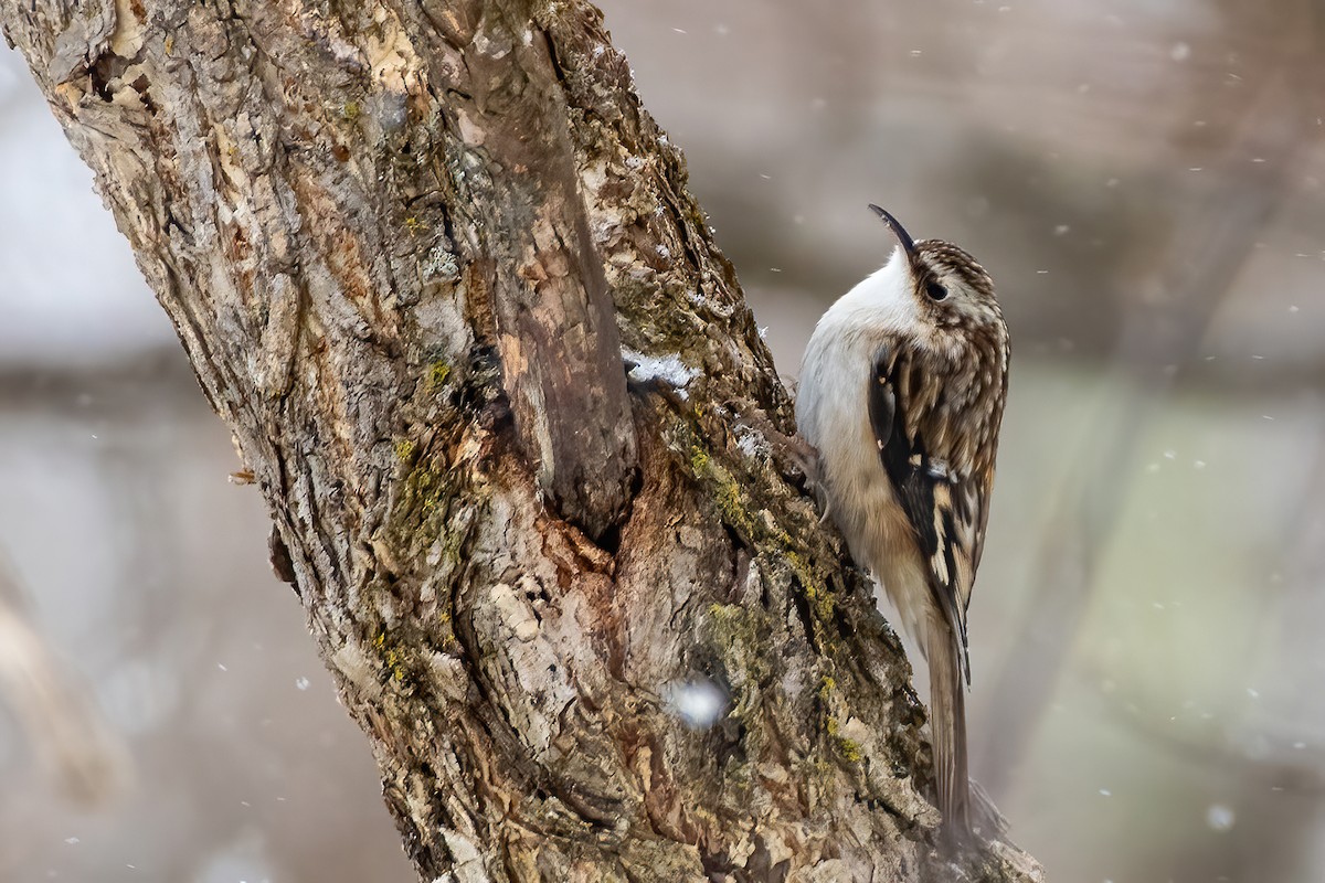 Brown Creeper - ML313441501