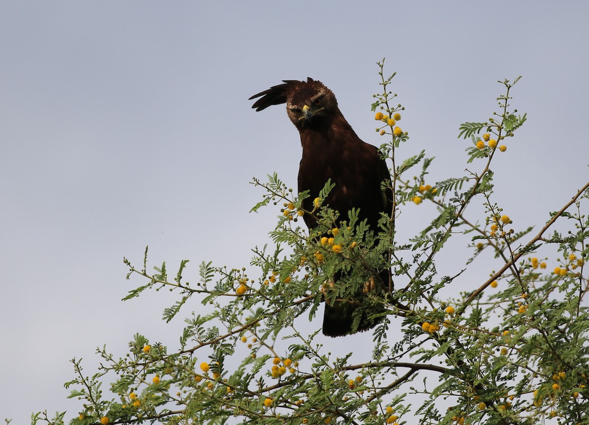 Long-crested Eagle - ML313443201