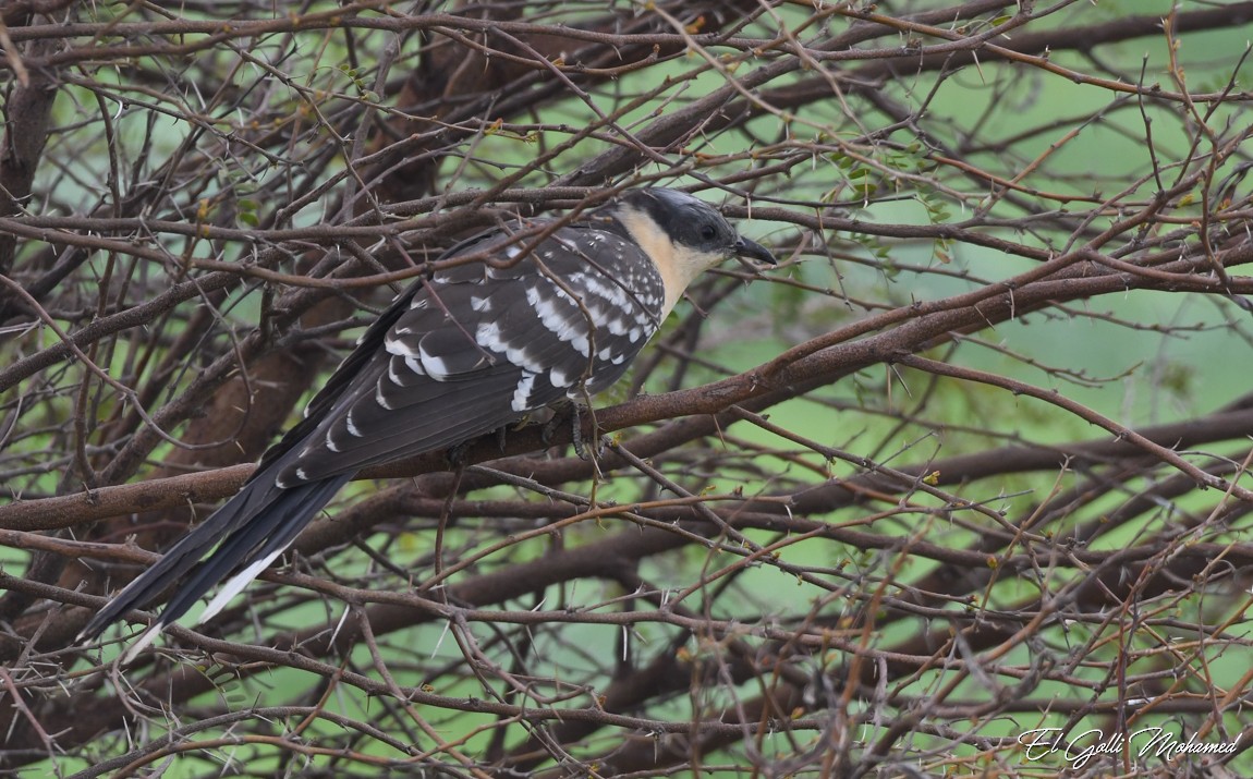 Great Spotted Cuckoo - ML313444731