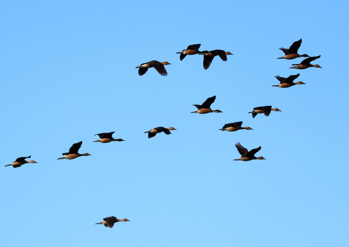 Fulvous Whistling-Duck - ML313445901